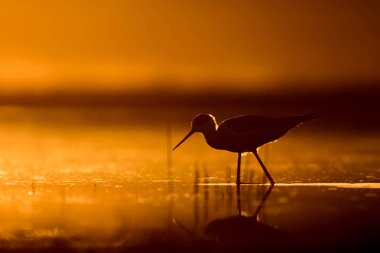 Günbatımı doğa ve kuş. Günbatımı doğa arka plan. Ortak su kuşu: siyah kanatlı stilt. Himantopus himantopus.