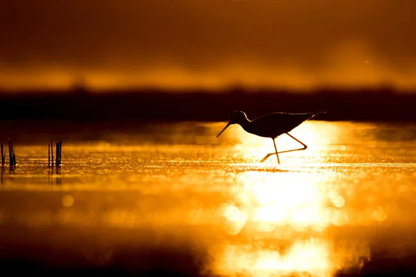 Příroda Pták Západě Přírodní Zázemí Západu Slunce Běžný Vodní Pták — Stock fotografie