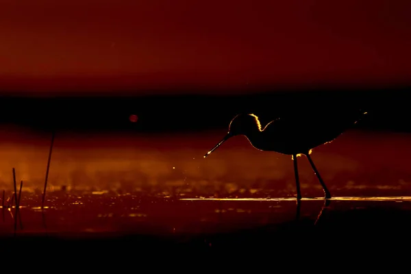 Sonnenuntergang Natur Und Vogel Sonnenuntergang Natur Hintergrund Gewöhnlicher Wasservogel Schwarze — Stockfoto