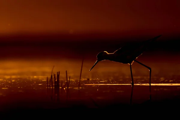 Solnedgang Natur Fugl Solnedgang Natur Baggrund Almindelig Vandfugl Sort Vinget - Stock-foto