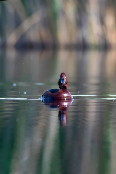 Yüzen Ördek Doğal Göl Habitat Arka Plan Kuş Ferruginous Duck — Stok fotoğraf
