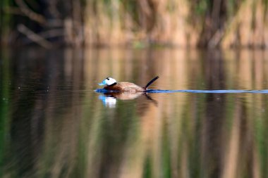Sevimli ördek. Kuş: Beyaz başlı ördek. Oxyura leucocephala. Yeşil doğa arka planı.