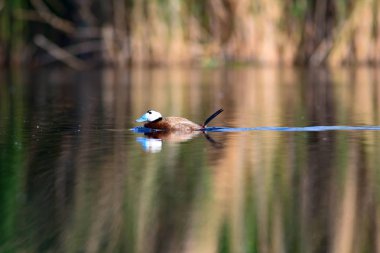 Sevimli ördek. Kuş: Beyaz başlı ördek. Oxyura leucocephala. Yeşil doğa arka planı.