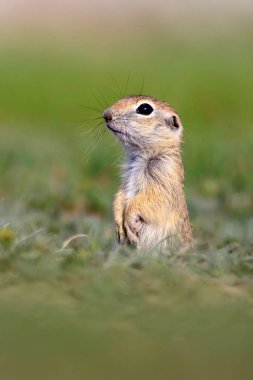 Sevimli hayvan. Avrupa Yer Sincabı. Yeşil doğa arka planı. Avrupa Sousl Spermophilus citellus.