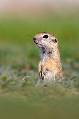 Sevimli hayvan. Avrupa Yer Sincabı. Yeşil doğa arka planı. Avrupa Sousl Spermophilus citellus.