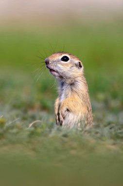 Sevimli hayvan. Avrupa Yer Sincabı. Yeşil doğa arka planı. Avrupa Sousl Spermophilus citellus.