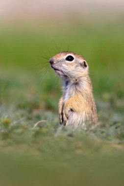 Sevimli hayvan. Avrupa Yer Sincabı. Yeşil doğa arka planı. Avrupa Sousl Spermophilus citellus.