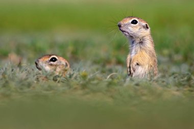 Sevimli hayvan. Avrupa Yer Sincabı. Yeşil doğa arka planı. Avrupa Sousl Spermophilus citellus.