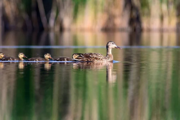 Linda Familia Patos Fondo Naturaleza Pájaro Mallard Anas Platyrhynchos — Foto de Stock