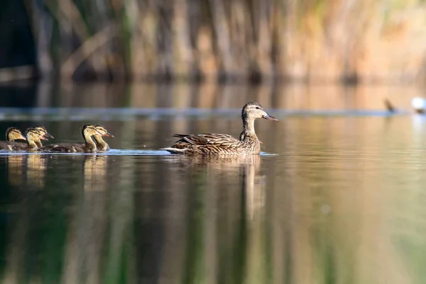 Милі Качки Сім Тло Природи Птах Mallard Анас Платьянучо — стокове фото