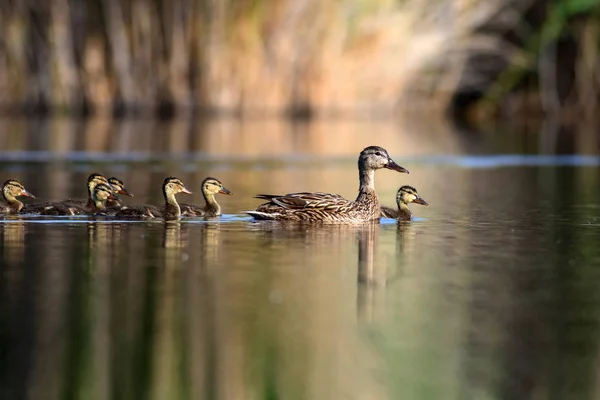 Cute Rodziny Kaczki Tło Przyrodnicze Ptak Mallard Anas Platyrhynchos — Zdjęcie stockowe