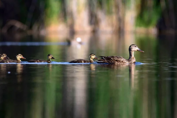 Linda Familia Patos Fondo Naturaleza Pájaro Mallard Anas Platyrhynchos — Foto de Stock