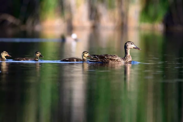 Linda Familia Patos Fondo Naturaleza Pájaro Mallard Anas Platyrhynchos — Foto de Stock