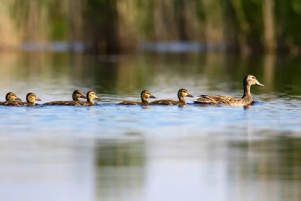 Linda Familia Patos Fondo Naturaleza Pájaro Mallard Anas Platyrhynchos — Foto de Stock