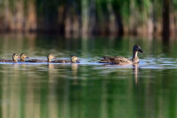 Linda Familia Patos Fondo Naturaleza Pájaro Mallard Anas Platyrhynchos — Foto de Stock