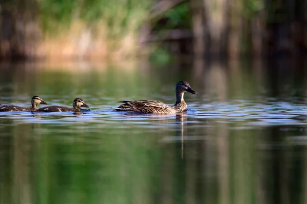 可爱的鸭子家庭 自然背景 马拉德 阿纳斯 普拉蒂尔欣乔斯 — 图库照片