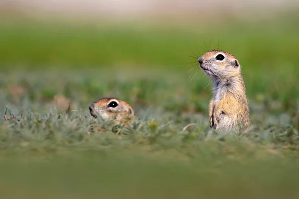 Niedliches Tier Ziesel Hintergrund Grüne Natur Europäisches Sousl Spermophilus Citellus — Stockfoto