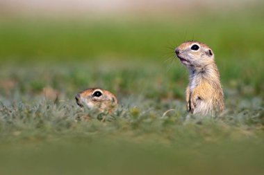 Sevimli hayvan. Avrupa Yer Sincabı. Yeşil doğa arka planı. Avrupa Sousl Spermophilus citellus.