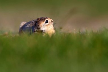 Sevimli hayvan. Avrupa Yer Sincabı. Yeşil doğa arka planı. Avrupa Sousl Spermophilus citellus.