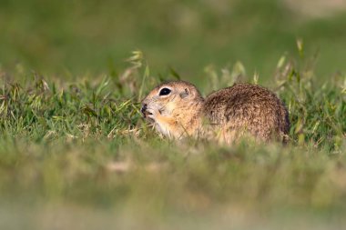 Sevimli hayvan. Avrupa Yer Sincabı. Yeşil doğa arka planı. Avrupa Sousl Spermophilus citellus.