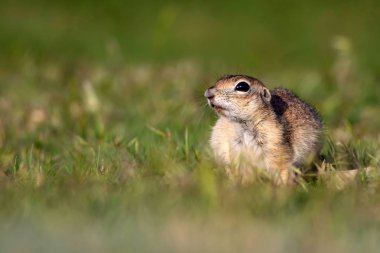 Sevimli hayvan. Avrupa Yer Sincabı. Yeşil doğa arka planı. Avrupa Sousl Spermophilus citellus.