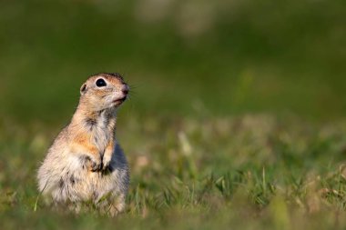 Sevimli hayvan. Avrupa Yer Sincabı. Yeşil doğa arka planı. Avrupa Sousl Spermophilus citellus.