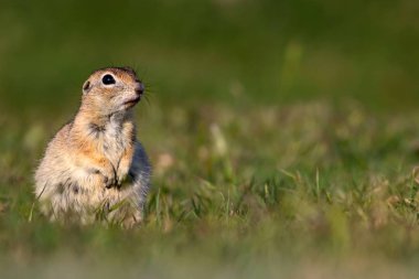 Sevimli hayvan. Avrupa Yer Sincabı. Yeşil doğa arka planı. Avrupa Sousl Spermophilus citellus.