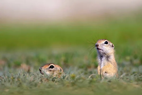 Niedliches Tier Ziesel Hintergrund Grüne Natur Europäisches Sousl Spermophilus Citellus — Stockfoto