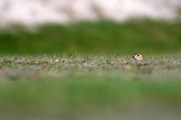 Che Simpatico Animale Scoiattolo Terra Europeo Sfondo Verde Natura Spermofila — Foto Stock