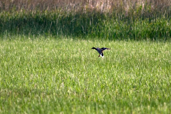 Pato Voador Fundo Natureza Verde Mallard Anas Platyrhynchos — Fotografia de Stock