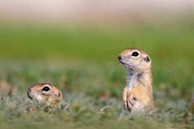 Sevimli hayvan. Avrupa Yer Sincabı. Yeşil doğa arka planı. Avrupa Sousl Spermophilus citellus.
