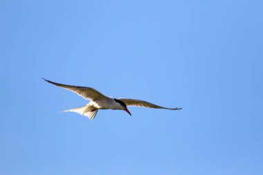 Uçan kuş sumn. Mavi gökyüzü ve beyaz bulutlar arka plan. 