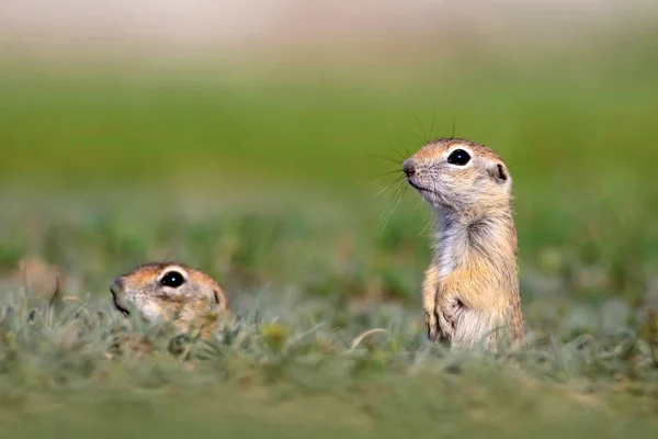 Niedliches Tier Ziesel Hintergrund Grüne Natur Europäisches Sousl Spermophilus Citellus — Stockfoto