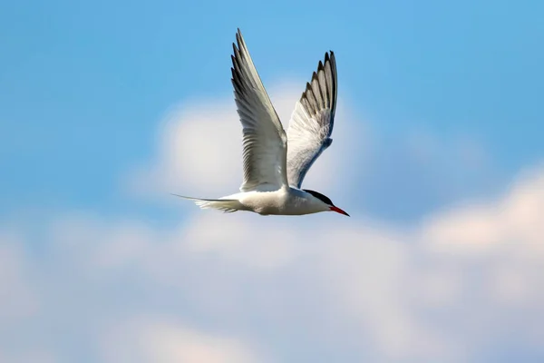 Pássaro Voador Céu Azul Nuvens Brancas Fundo — Fotografia de Stock