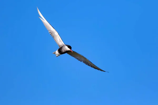 Patrón Aves Voladoras Cielo Azul Fondo Nubes Blancas — Foto de Stock