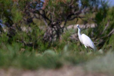 Balıkçıl. Doğa arka planı. Küçük Egret. Egretta garzetta.