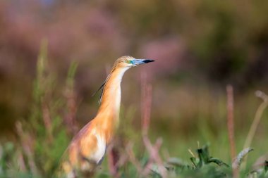 Balıkçıl. Doğa geçmişi. Squacco Heron. Ardeola rallileriName
