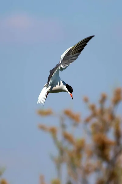 Крачка Летающей Птицы Голубое Небо Белый Фон Облаков — стоковое фото