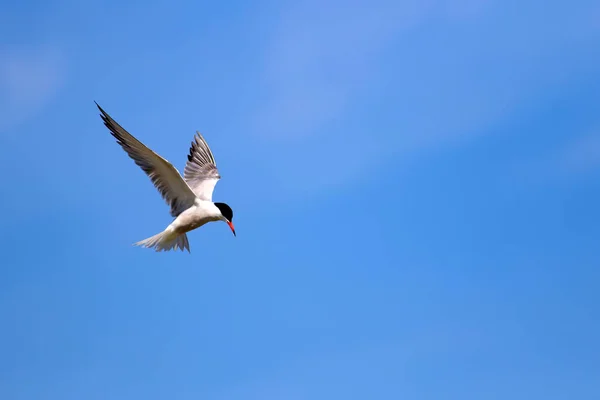 Patrón Aves Voladoras Cielo Azul Fondo Nubes Blancas — Foto de Stock