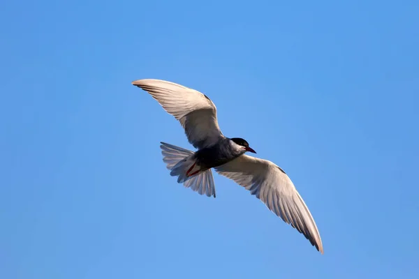 Patrón Aves Voladoras Cielo Azul Fondo Nubes Blancas — Foto de Stock