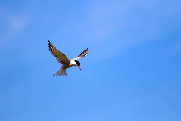 Pássaro Voador Céu Azul Nuvens Brancas Fundo — Fotografia de Stock