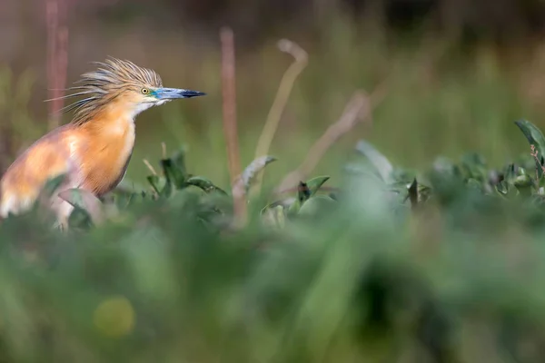 可爱的五颜六色的鸟 绿色自然背景 斯夸科 赫龙阿迪奥拉 拉洛伊德斯 — 图库照片