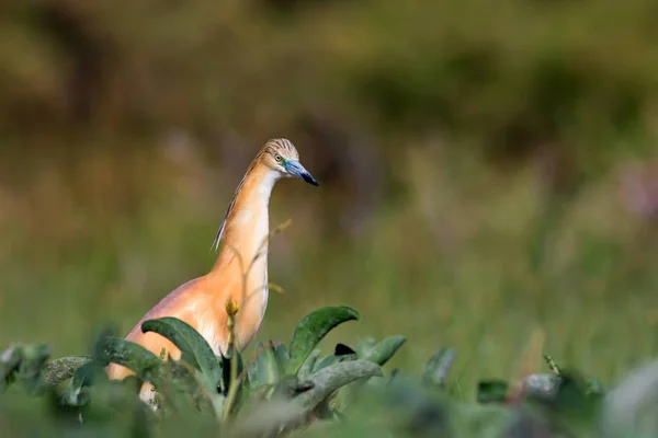 Симпатичная Красочная Птичья Цапля Зеленый Фон Природы Сквоко Херон Ardeola — стоковое фото