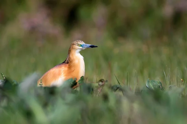 Симпатичная Красочная Птичья Цапля Зеленый Фон Природы Сквоко Херон Ardeola — стоковое фото