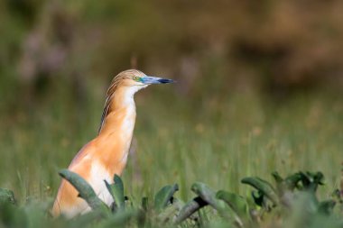 Sevimli renkli kuş ot. Yeşil doğa arka planı. Squacco Heron. Ardeola ralloides.