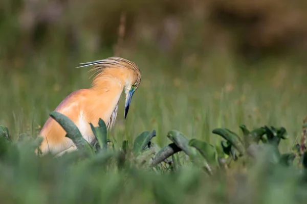 Lindo Pájaro Colorido Garza Fondo Naturaleza Verde Garza Squacco Ardeola — Foto de Stock