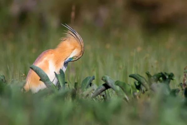 Niedlichen Bunten Vogelreiher Hintergrund Grüne Natur Reiher Ardeola Ralloides — Stockfoto