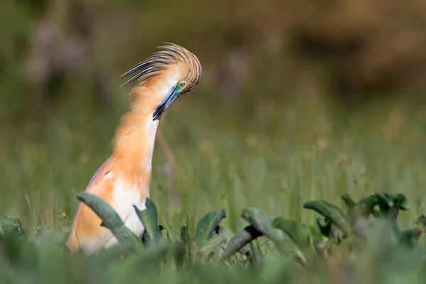 可爱的五颜六色的鸟 绿色自然背景 斯夸科 赫龙阿迪奥拉 拉洛伊德斯 — 图库照片
