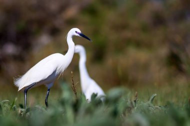 Balıkçıl. Doğa arka planı. Küçük Egret. Egretta garzetta.