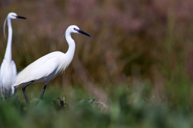 Balıkçıl. Doğa arka planı. Küçük Egret. Egretta garzetta.
